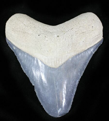 Serrated  Bone Valley Megalodon Tooth #22892